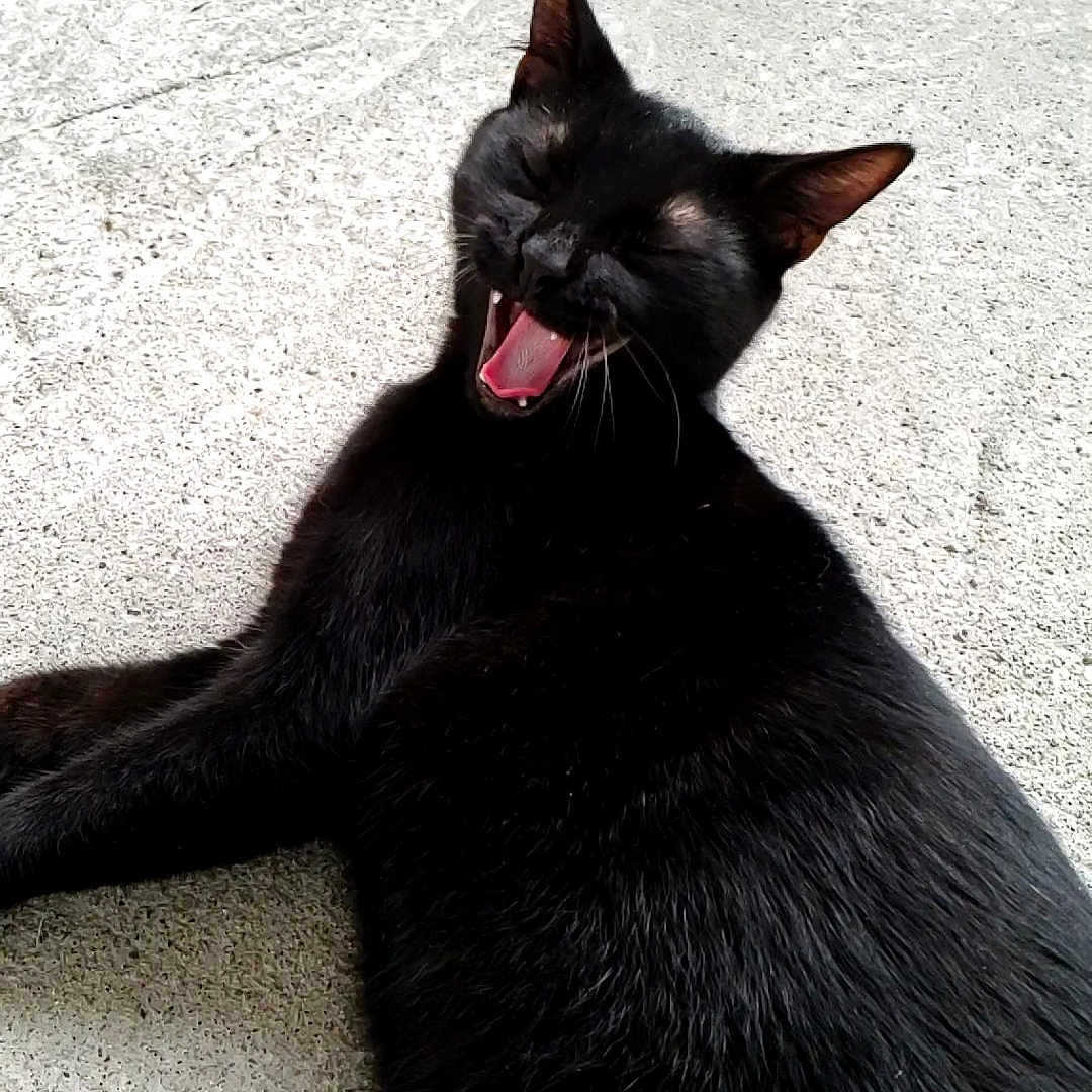 Beerus