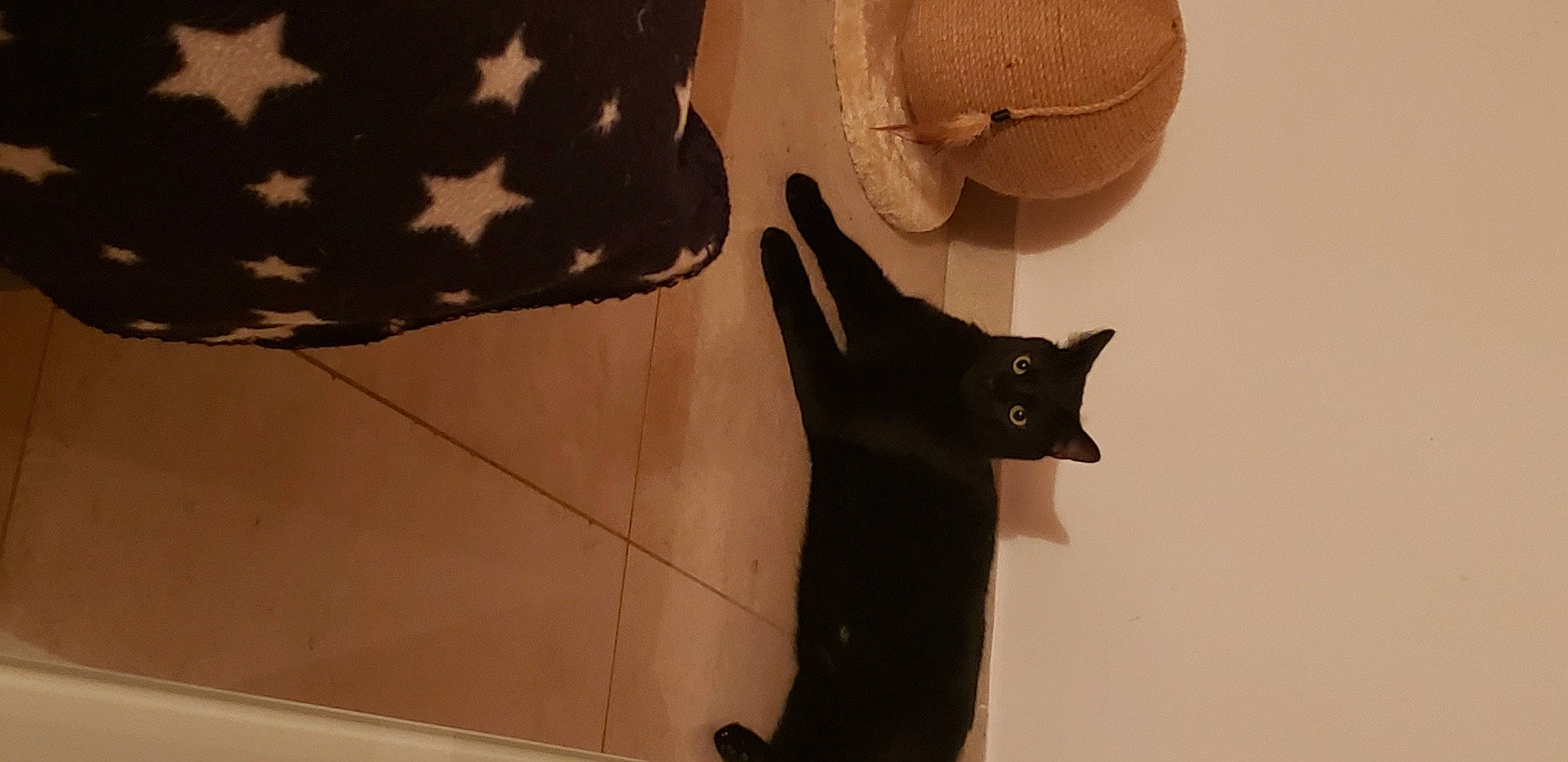 Beerus a rejoint le concours — aidez-le/la à gagner de superbes lots ! bag, black_cat, camouflage, carnivore, cat, domestic_short_haired_cat, fawn, felidae, flooring, fur, hat, linens, military_camouflage, pattern, room, shadow, small_to_medium_sized_cats, tail, whiskers, wood