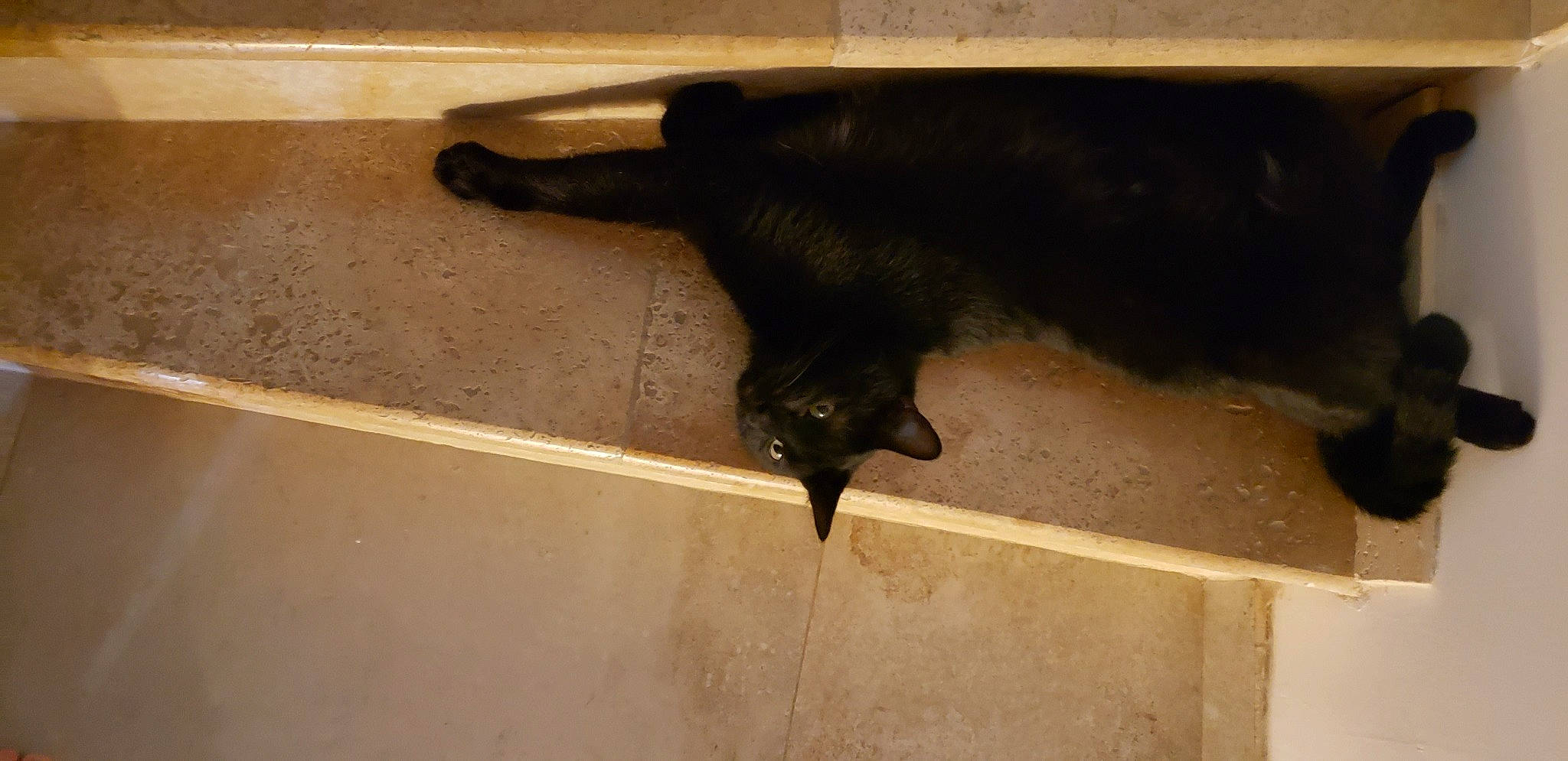 Beerus a rejoint le concours — aidez-le/la à gagner de superbes lots ! black_cat, bombay, canidae, carnivore, cat, claw, dog_breed, domestic_short_haired_cat, felidae, floor, flooring, fur, hardwood, liver, shadow, small_to_medium_sized_cats, sporting_group, tail, terrestrial_animal, wood