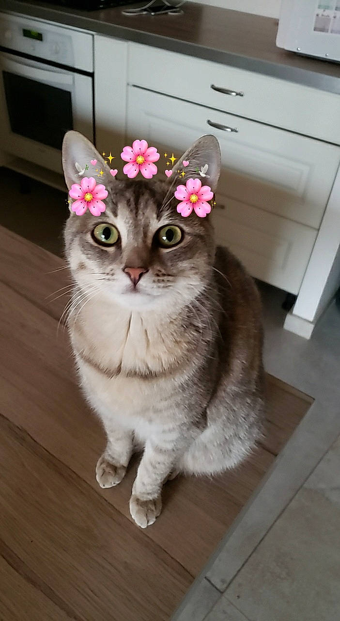 Pepinetta a rejoint le concours — aidez-le/la à gagner de superbes lots ! carnivore, cat, domestic_short_haired_cat, door, fashion_accessory, fawn, felidae, floor, flooring, flower, grey, hardwood, leg, petal, plant, small_to_medium_sized_cats, tail, whiskers, window, wood