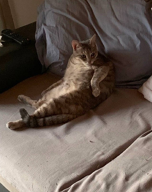 Pepinetta participe au concours pour gagner de l'argent avec cette photo : bed, bedding, carnivore, cat, claw, comfort, domestic_short_haired_cat, fawn, felidae, flooring, fur, grey, hardwood, linens, paw, small_to_medium_sized_cats, snout, tail, textile, whiskers