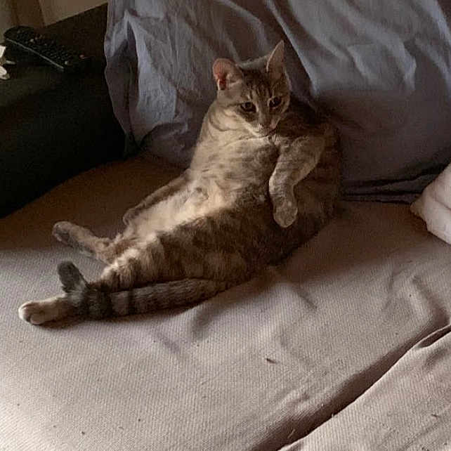 Pepinetta