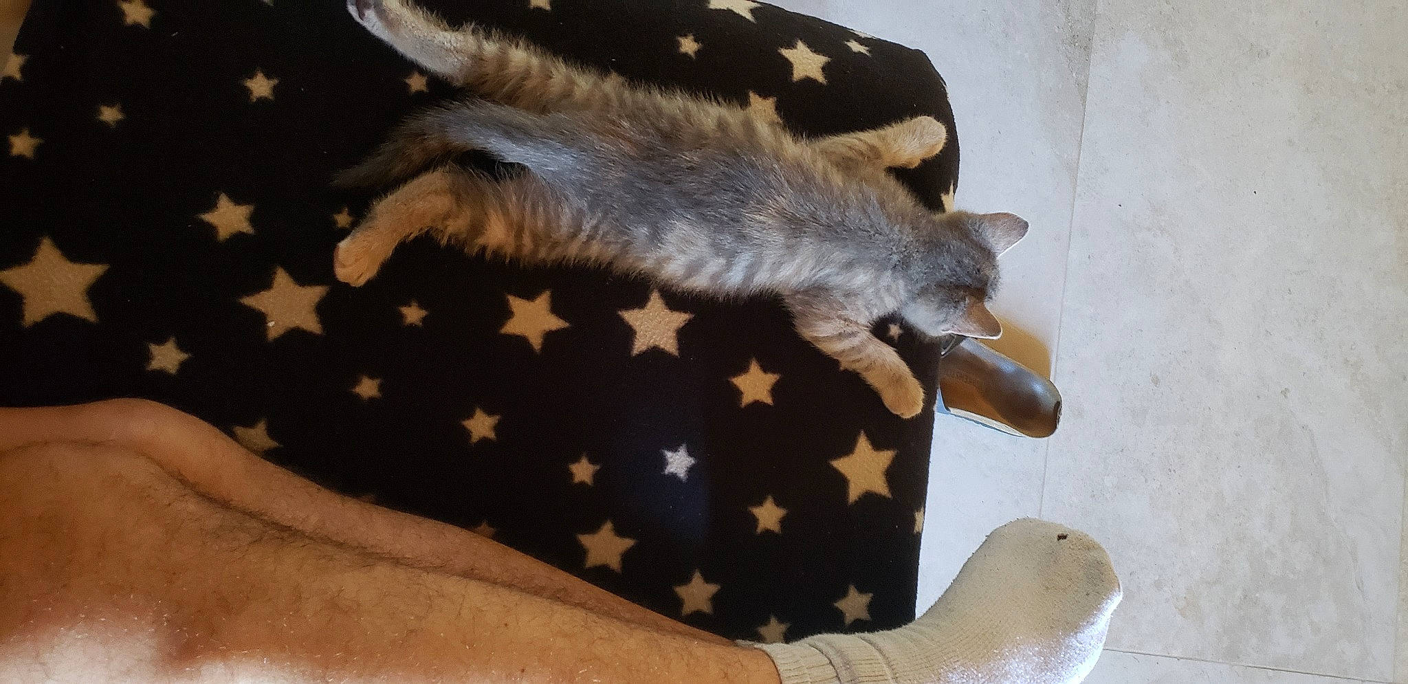 Pepinetta a rejoint le concours — aidez-le/la à gagner de superbes lots ! canidae, carnivore, cat, claw, comfort, companion_dog, couch, dog_breed, fawn, felidae, flooring, fur, gesture, linens, paw, small_to_medium_sized_cats, tail, textile, whiskers, wood