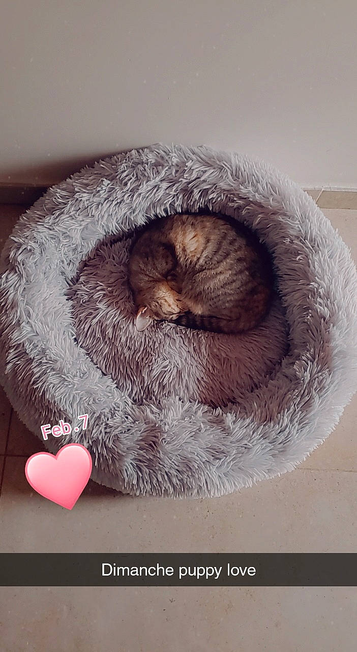 Pepinetta participe au concours pour gagner de l'argent avec cette photo : carmine, carnivore, cat, cat_bed, event, fawn, felidae, font, fur, grey, heart, holiday, mammal, photo_caption, small_to_medium_sized_cats, snout, tail, terrestrial_animal, whiskers, wildlife