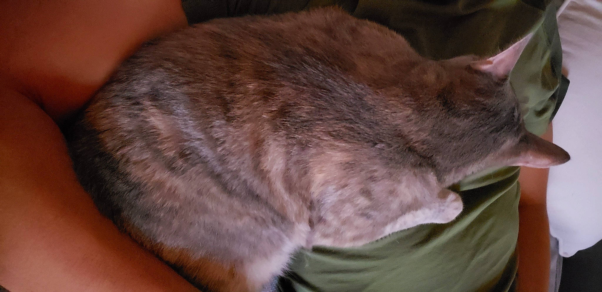 Pepinetta a rejoint le concours — aidez-le/la à gagner de superbes lots ! carnivore, cat, chartreux, claw, comfort, domestic_short_haired_cat, ear, fawn, felidae, fur, liver, nap, sleep, small_to_medium_sized_cats, snout, tail, terrestrial_animal, whiskers