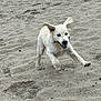 animal, beach, daylight, dog, ears, energetic, excited, fur, golden_retriever, happy, mouth, nature, outdoor, pet, playful, puppy, running, sand, stick, young