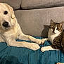 Aston participe au concours pour gagner de l'argent avec cette photo : dog, cat, golden_retriever, tabby_cat, pet, animal, indoor, couch, blanket, cozy, friendship, paw, fur, cute, relaxed, companion, living_room, domestic, mammal, resting