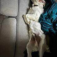 Aston a rejoint le concours — aidez-le/la à gagner de superbes lots ! dog, white_dog, couch, blanket, relaxed, lying_down, indoor, pet, fur, sleeping, cozy, canine, domestic_animal, resting, floor_tiles, household, companion, animal, home, comfort