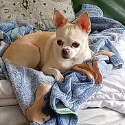 Lyla participe au concours pour gagner de l'argent avec cette photo : dog, small_dog, cream_dog, short_hair, large_ears, brown_nose, dark_eyes, lying_down, blanket, blue_blanket, bed, pillow, bedroom, indoors, cozy, sleepy, pet, portrait, bedding, cute