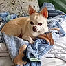 dog, small_dog, cream_dog, short_hair, large_ears, brown_nose, dark_eyes, lying_down, blanket, blue_blanket, bed, pillow, bedroom, indoors, cozy, sleepy, pet, portrait, bedding, cute