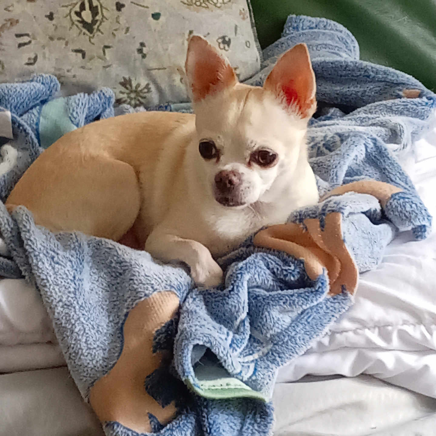 Lyla participe au concours pour gagner de l'argent avec cette photo : dog, small_dog, cream_dog, short_hair, large_ears, brown_nose, dark_eyes, lying_down, blanket, blue_blanket, bed, pillow, bedroom, indoors, cozy, sleepy, pet, portrait, bedding, cute