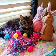 Chubs is registered to the contest to win money with this photo: cat, tabby_cat, easter_eggs, colorful, plush_toy, bunny, gnome, tablecloth, shredded_paper, indoor, window_blinds, natural_light, pet, animal, festive, holiday, cute, soft_toys, relaxed, decorations