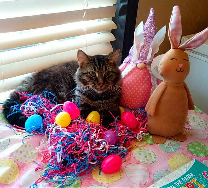 Chubs is registered to the contest to win money with this photo: cat, tabby_cat, easter_eggs, colorful, plush_toy, bunny, gnome, tablecloth, shredded_paper, indoor, window_blinds, natural_light, pet, animal, festive, holiday, cute, soft_toys, relaxed, decorations