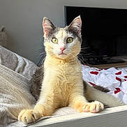 Flash a rejoint le concours — aidez-le/la à gagner de superbes lots ! cat, pet, indoor, bed, blanket, feline, animal, paw, resting, curious, green_eyes, fur, cute, domestic, cozy, relaxed, whiskers, ears, television, home