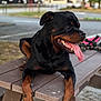 rottweiler, dog, animal, pet, tongue_out, outdoor, picnic_table, wood, happy, canine, black_and_tan, mammal, park, bench, summer, daylight, expression, fur, resting, nature