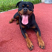 Zola participe au concours pour gagner de l'argent avec cette photo : dog, rottweiler, tongue_out, happy, pet, animal, outdoor, grass, fence, track, canine, playful, resting, black_and_tan, muzzle, paws, fur, summer, daytime, smiling
