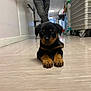 puppy, rottweiler, dog, indoor, floor, hallway, person, red_jacket, grey_pants, curious, pet, animal, cleaning_cart, wheels, looking_at_camera, cute, young_dog, black_and_brown, paws, ears