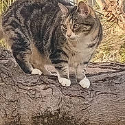 Louna a rejoint le concours — aidez-le/la à gagner de superbes lots ! cat, tabby_cat, animal, pet, feline, striped_fur, white_paws, green_eyes, outdoor, tree, branch, bark, garden, wildlife, nature, perched, sitting, close_up, portrait, sunlight
