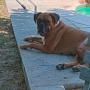 Nalixis a rejoint le concours — aidez-le/la à gagner de superbes lots ! animal, brown_dog, concrete, dog, grass, leisure, nature, outdoor, patio, pavement, person, pet, pool, relaxing, resting, shadow, summer, sunlight, swimsuit, water