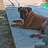 animal, brown_dog, concrete, dog, grass, leisure, nature, outdoor, patio, pavement, person, pet, pool, relaxing, resting, shadow, summer, sunlight, swimsuit, water