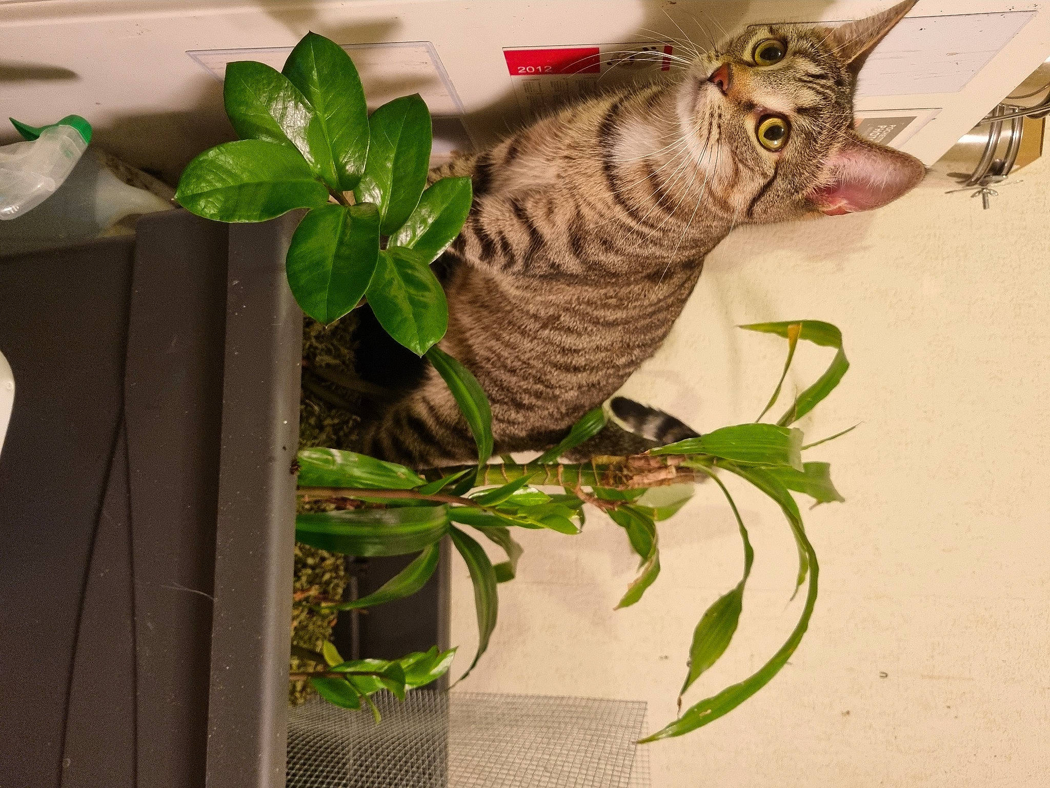 Ange participe au concours pour gagner de l'argent avec cette photo : art, branch, cat, creative_arts, event, felidae, flowerpot, fur, herb, houseplant, plant, plant_stem, small_to_medium_sized_cats, snout, tail, terrestrial_animal, terrestrial_plant, twig, whiskers