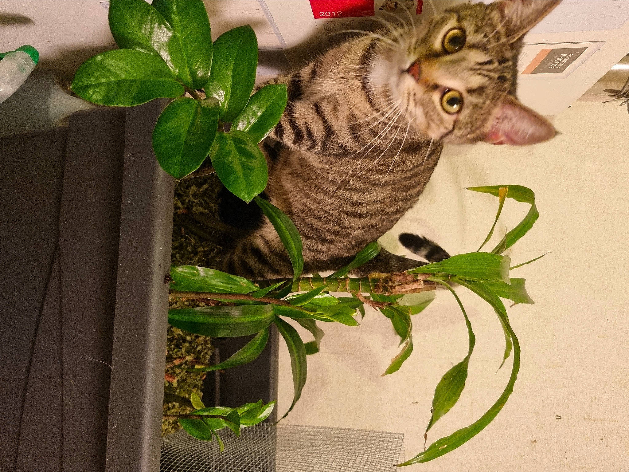 Ange participe au concours pour gagner de l'argent avec cette photo : carnivore, cat, creative_arts, felidae, flowerpot, herb, houseplant, natural_material, plant, plant_stem, small_to_medium_sized_cats, terrestrial_animal, terrestrial_plant, twig, whiskers