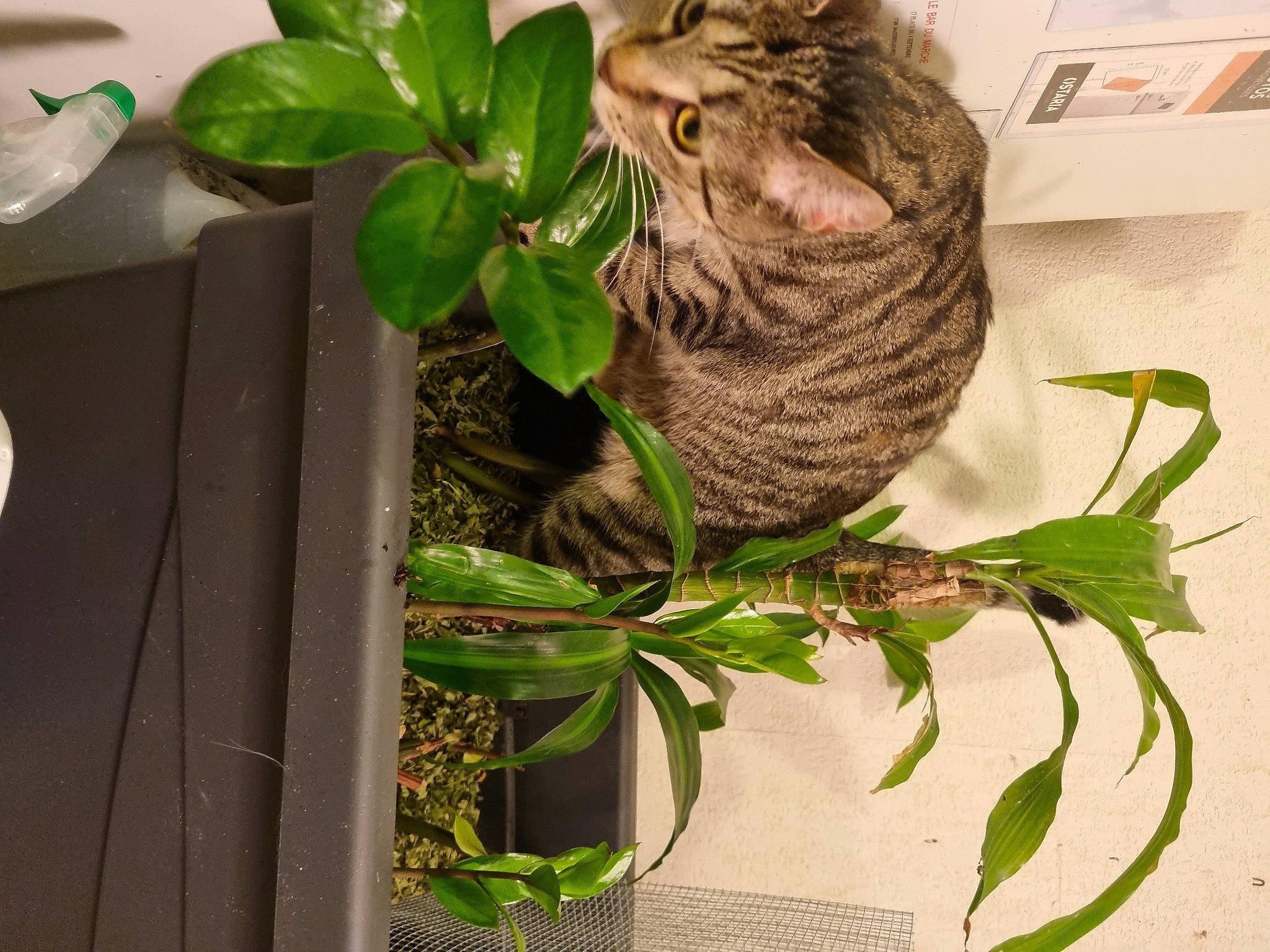 Ange participe au concours pour gagner de l'argent avec cette photo : carnivore, cat, creative_arts, felidae, flowering_plant, flowerpot, fur, grass, green, herb, houseplant, leaf, plant, plant_stem, small_to_medium_sized_cats, tail, terrestrial_animal, terrestrial_plant, twig, whiskers