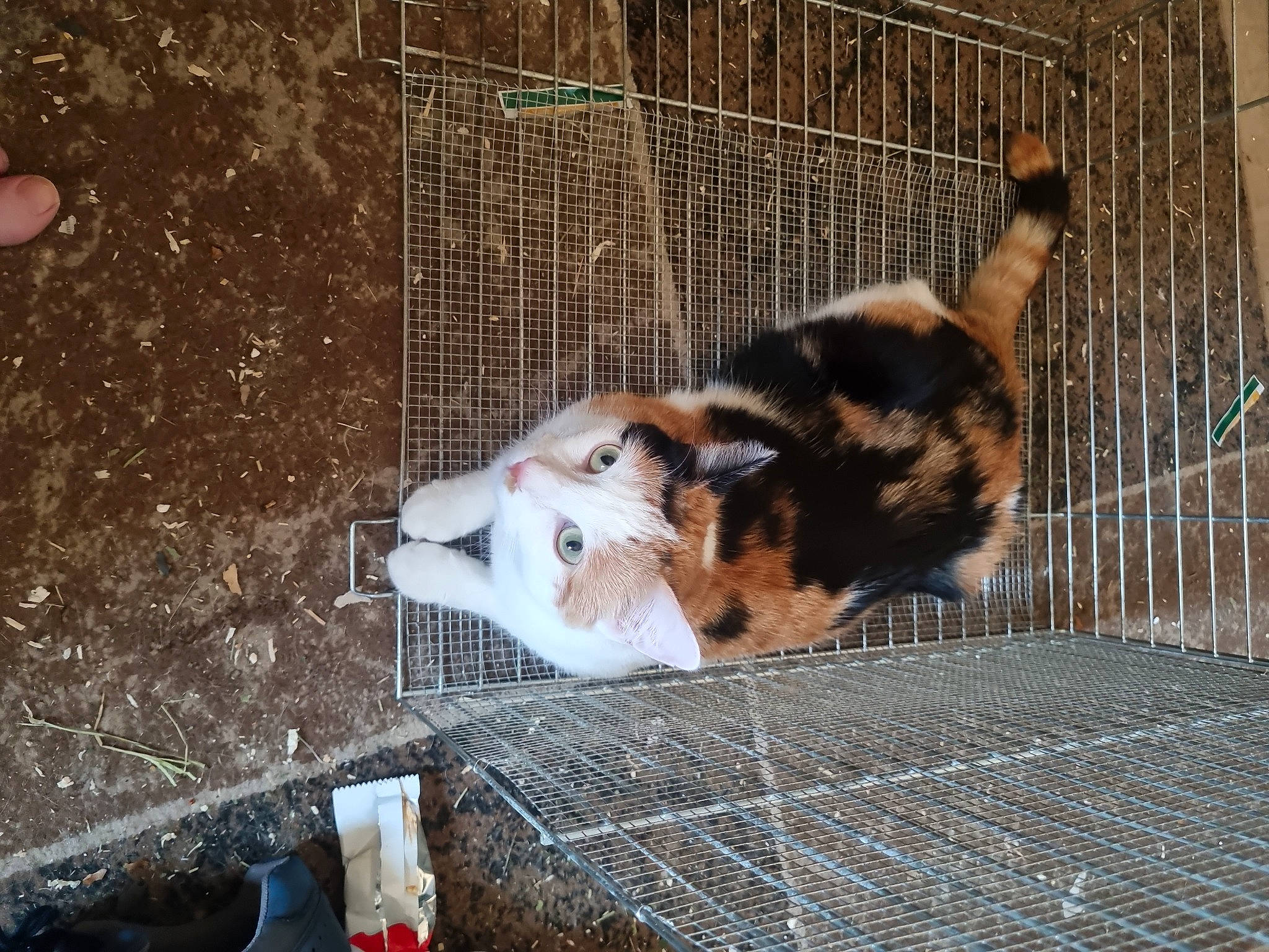 Perle a rejoint le concours — aidez-le/la à gagner de superbes lots ! animal_shelter, cage, canidae, carnivore, dog_breed, fawn, felidae, fence, fur, kennel, mesh, net, pet_supply, service, small_to_medium_sized_cats, snout, tail, terrestrial_animal, whiskers, wire_fencing