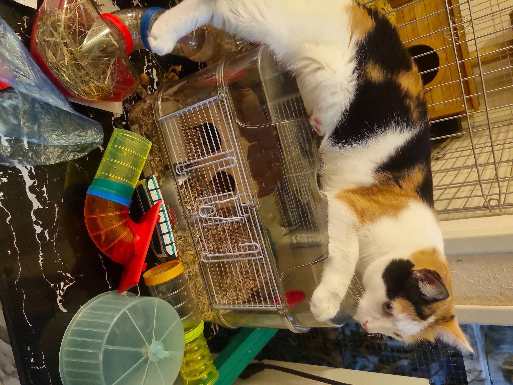 Perle a rejoint le concours — aidez-le/la à gagner de superbes lots ! animal_feed, animal_shelter, basket, cage, carnivore, cat, cat_supply, domestic_short_haired_cat, fawn, felidae, fur, kitchen_appliance, paw, pet_supply, plastic, service, small_to_medium_sized_cats, storage_basket, tail, whiskers