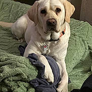 Cleopatra Elsa joined the competition — help win amazing prizes! dog, labrador_retriever, pet, animal, indoor, blanket, green_blanket, blue_cloth, fur, collar, tag, paw, lying_down, looking_at_camera, canine, domestic_animal, cozy, comfortable, curtain, bedroom