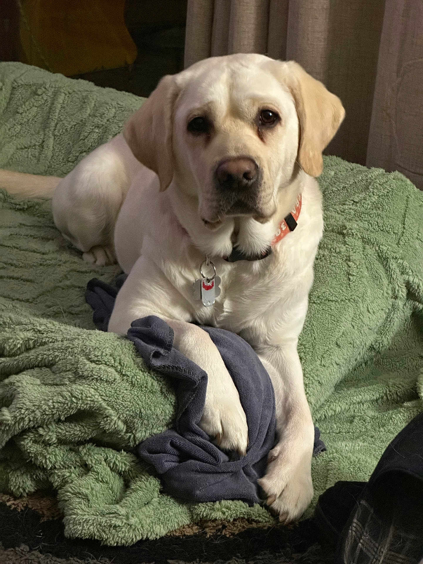 Cleopatra Elsa joined the competition — help win amazing prizes! dog, labrador_retriever, pet, animal, indoor, blanket, green_blanket, blue_cloth, fur, collar, tag, paw, lying_down, looking_at_camera, canine, domestic_animal, cozy, comfortable, curtain, bedroom