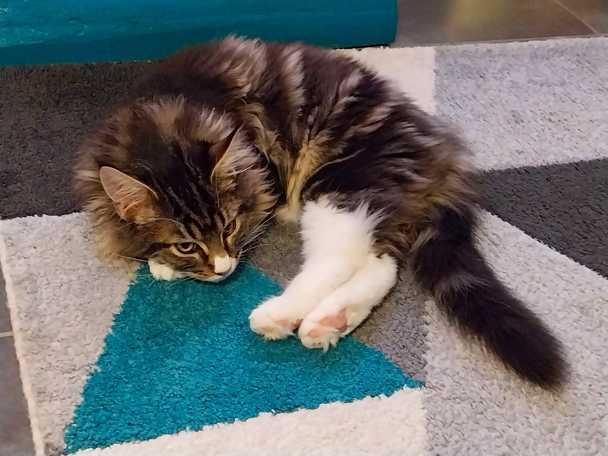 Urssaf participe au concours pour gagner de l'argent avec cette photo : art, carnivore, cat, claw, domestic_short_haired_cat, felidae, flooring, fur, grass, paw, small_to_medium_sized_cats, tail, terrestrial_animal, whiskers