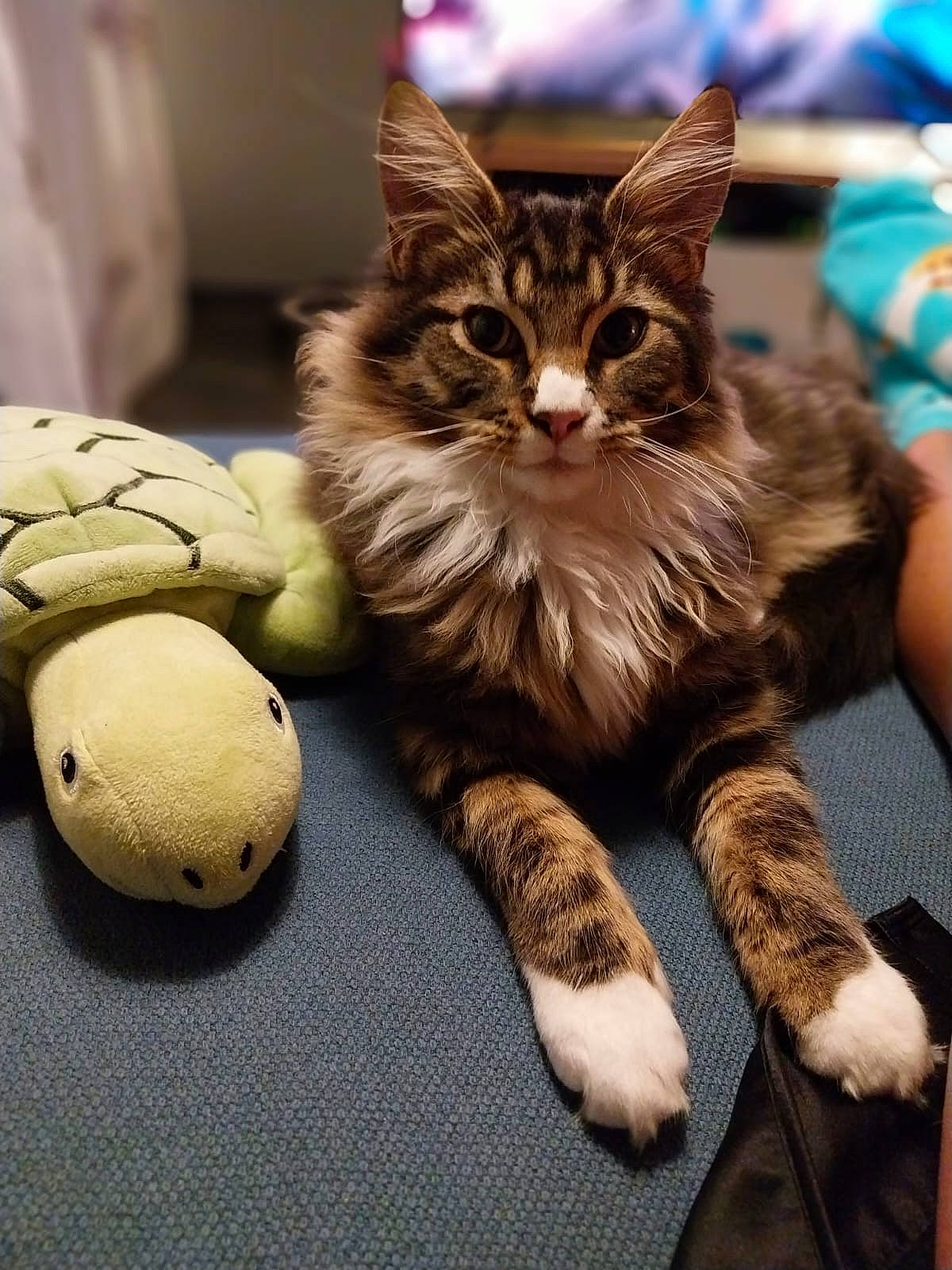 Urssaf participe au concours pour gagner de l'argent avec cette photo : carnivore, cat, claw, comfort, domestic_short_haired_cat, felidae, foot, fur, paw, sitting, small_to_medium_sized_cats, snout, tail, toy, whiskers, wood