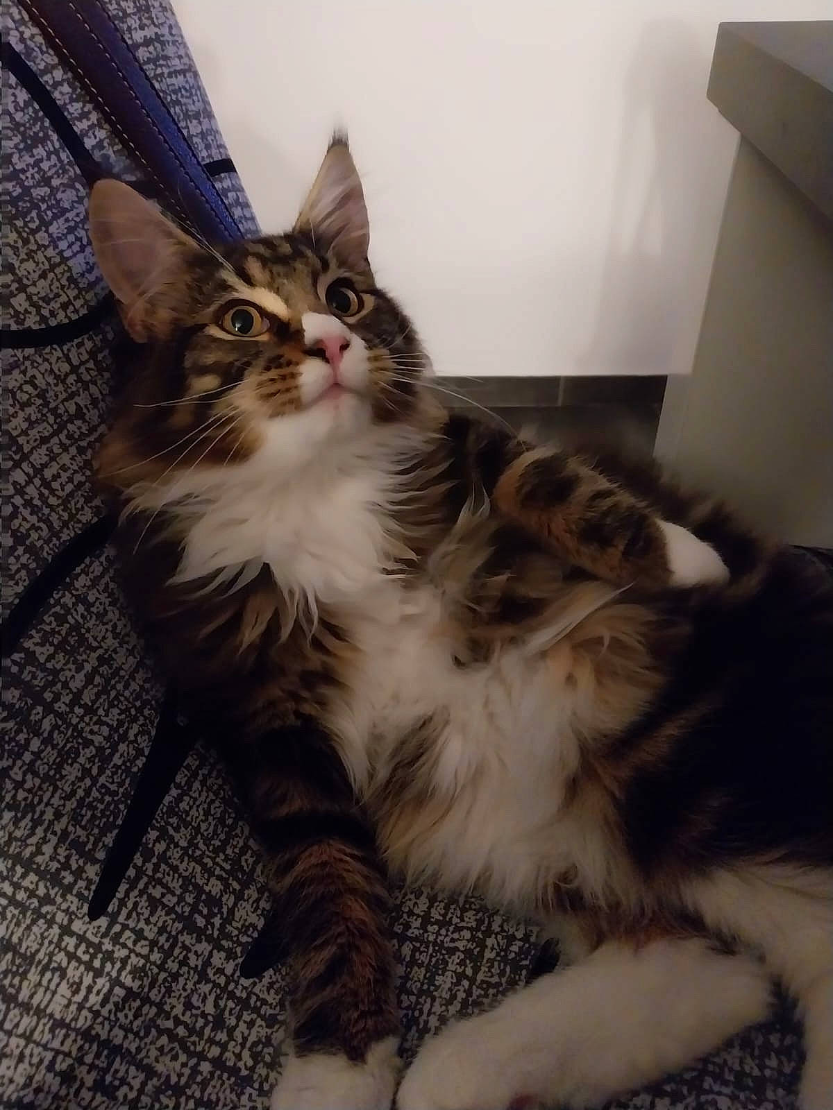 Urssaf a rejoint le concours — aidez-le/la à gagner de superbes lots ! carnivore, cat, claw, comfort, domestic_short_haired_cat, felidae, fur, maine_coon, paw, sitting, small_to_medium_sized_cats, snout, tail, whiskers, window