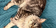 Zeus is registered to the contest to win money with this photo: cat, tabby_cat, gray_cat, fluffy, pet, animal, indoor, quilted_blanket, teal_blanket, fur, whiskers, ears, eyes, relaxed, lying_down, curious, looking_up, cute, domestic_cat, feline
