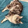 cat, tabby_cat, gray_cat, fluffy, pet, animal, indoor, quilted_blanket, teal_blanket, fur, whiskers, ears, eyes, relaxed, lying_down, curious, looking_up, cute, domestic_cat, feline