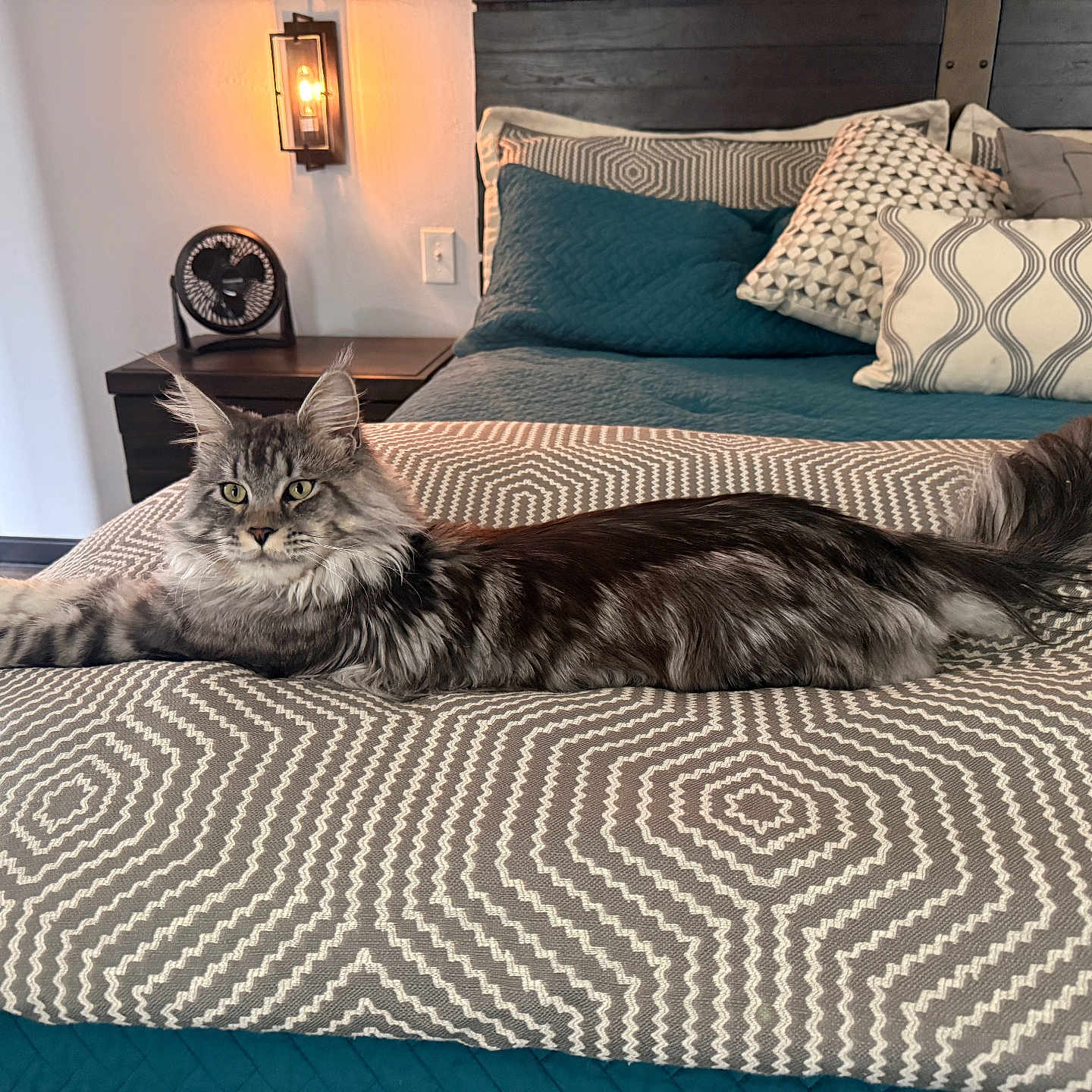 Zeus is registered to the contest to win money with this photo: animal, bed, bedroom, blanket, cat, ears, floor, fur, furniture, indoor, lamp, long_hair, nightstand, pattern, pet, pillow, relaxed, resting, tail, wall