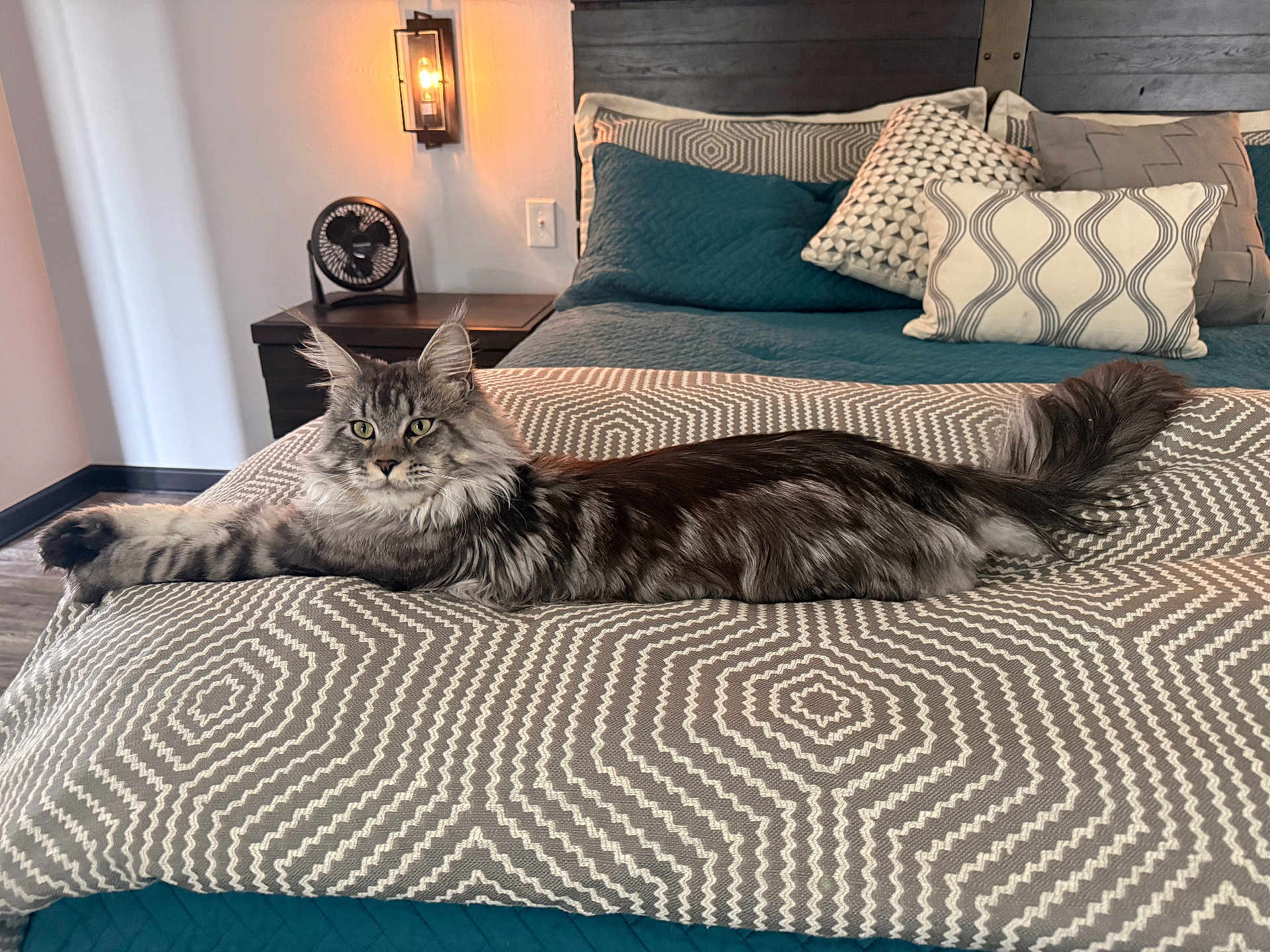 Zeus is registered to the contest to win money with this photo: cat, long_hair, bedroom, bed, pillow, blanket, pattern, furniture, lamp, nightstand, floor, wall, indoor, relaxed, pet, animal, fur, tail, ears, resting
