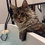 Zeus is registered to the contest to win money with this photo: cat, tabby_cat, bathtub, water, bathroom, pet, feline, tongue_out, fur, whiskers, ears, reflection, indoor, animal, playful, mammal, household, bath, clean, cute
