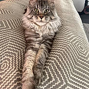 Zeus joined the competition — help win amazing prizes! cat, tabby, fluffy, gray, indoor, blanket, patterned, stretching, relaxed, feline, pet, cozy, fur, whiskers, ears, eyes, portrait, laying, comfortable, home