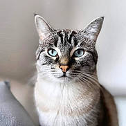 Roméo is registered to the contest to win money with this photo: cat, blue_eyes, fur, portrait, pet, animal, close_up, whiskers, indoor, domestic_cat, mammal, cute, feline, looking_at_camera, tabby, ears, face, nose, sitting, soft_light