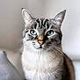 cat, blue_eyes, fur, portrait, pet, animal, close_up, whiskers, indoor, domestic_cat, mammal, cute, feline, looking_at_camera, tabby, ears, face, nose, sitting, soft_light
