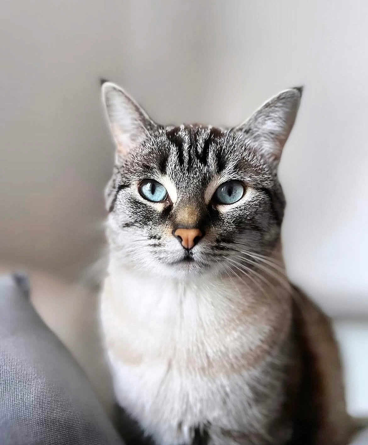 Roméo is registered to the contest to win money with this photo: cat, blue_eyes, fur, portrait, pet, animal, close_up, whiskers, indoor, domestic_cat, mammal, cute, feline, looking_at_camera, tabby, ears, face, nose, sitting, soft_light