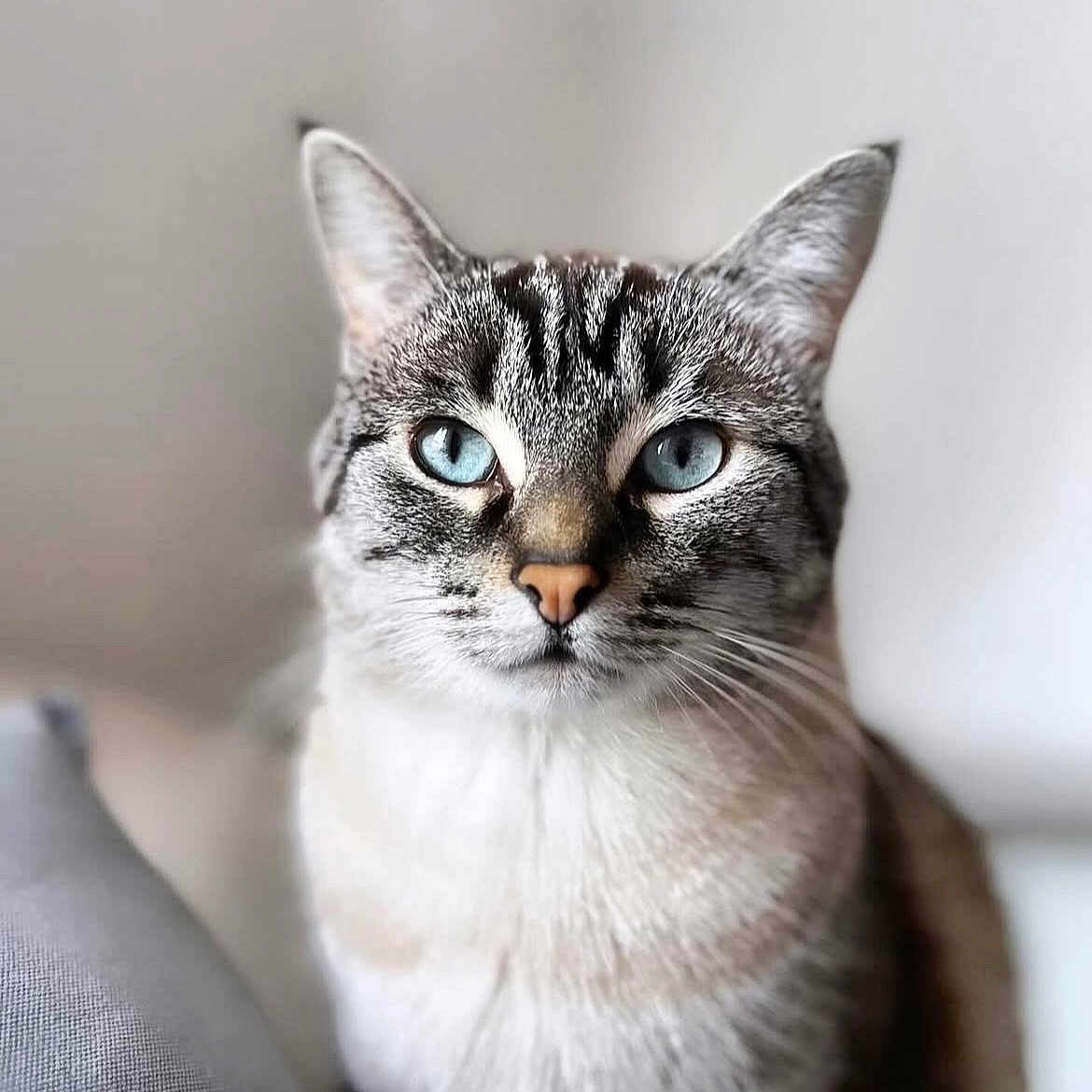 Roméo a rejoint le concours — aidez-le/la à gagner de superbes lots ! animal, blue_eyes, cat, close_up, cute, domestic_cat, ears, face, feline, fur, indoor, looking_at_camera, mammal, nose, pet, portrait, sitting, soft_light, tabby, whiskers