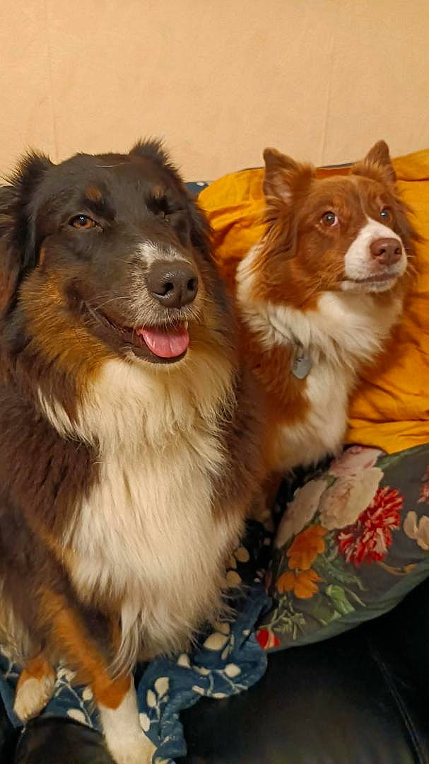 Lilas participe au concours pour gagner de l&#x27;argent avec cette photo : ancient_dog_breeds, ball, border_collie, canidae, carnivore, companion_dog, dog, dog_breed, dog_collar, fur, herding_dog, liver, miniature_australian_shepherd, puppy, scotch_collie, snout, sporting_group, terrestrial_animal, whiskers, working_dog