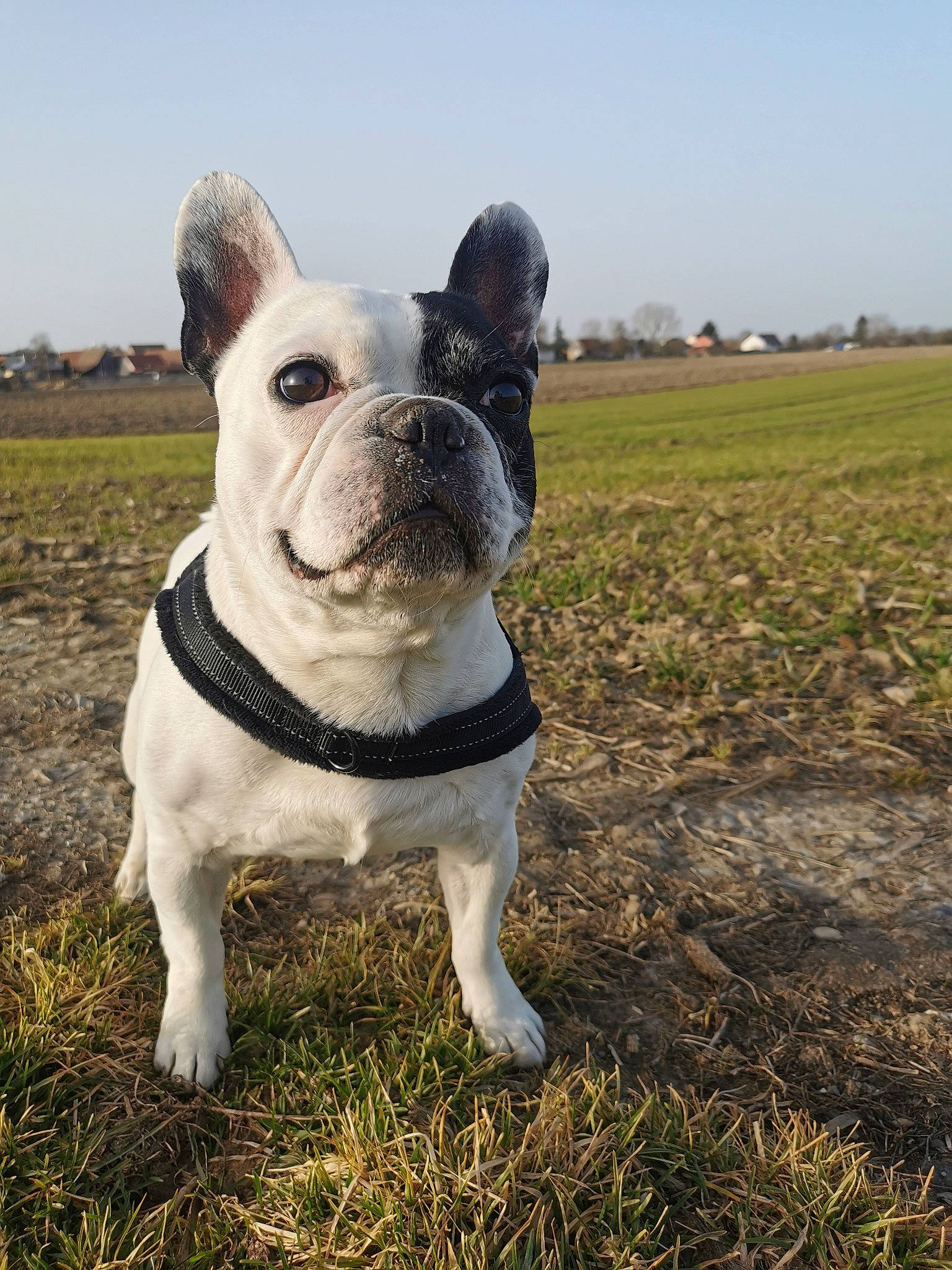 Milton participe au concours pour gagner de l'argent avec cette photo : adventure, art, bulldog, canidae, carnivore, companion_dog, dog, dog_breed, fawn, grass, grassland, landscape, molosser, non_sporting_group, sky, snout, soil, sporting_group, terrestrial_animal, working_animal
