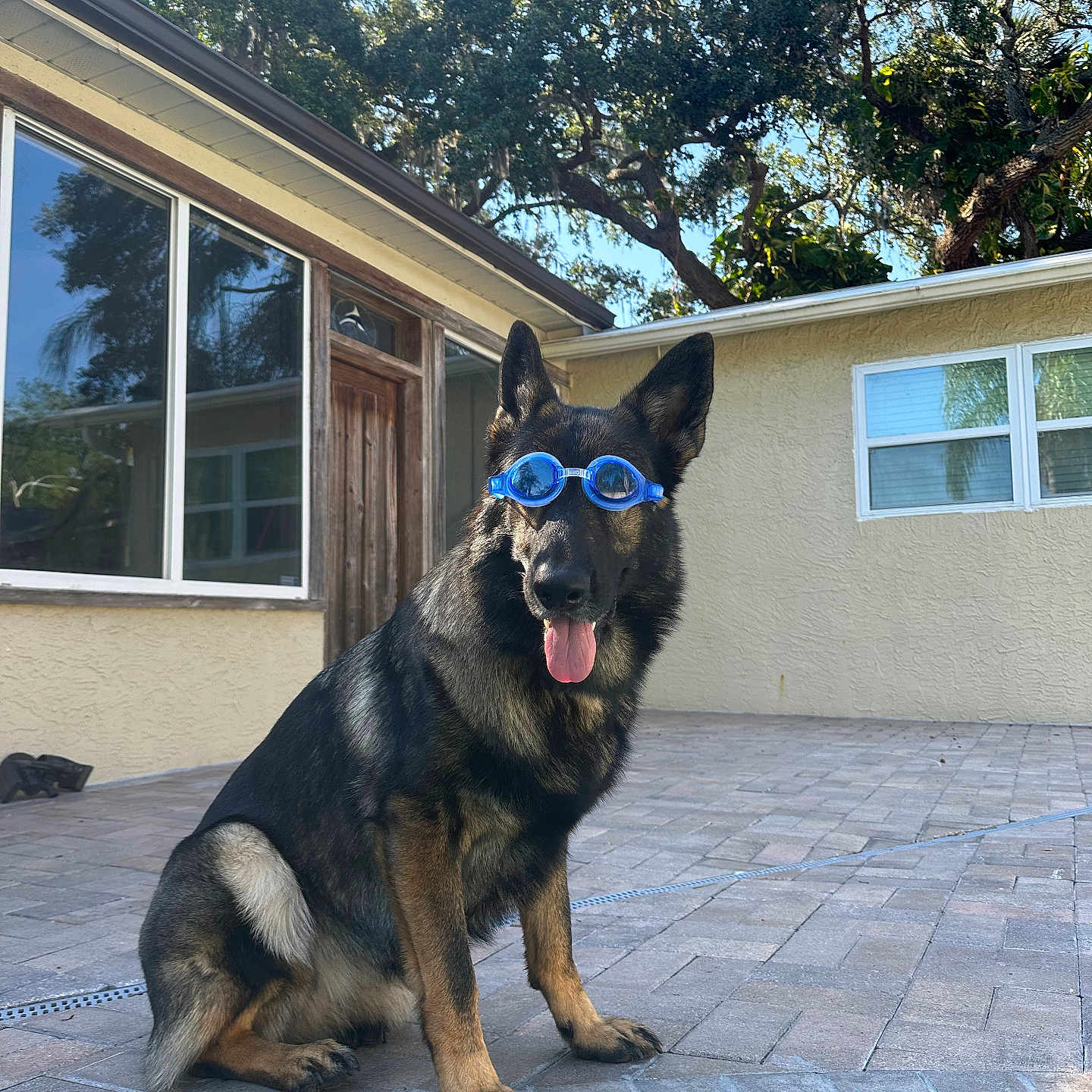 Wendy joined the competition — help win amazing prizes! accessories, animal, architecture, bag, building, canine, dog, germanshepherd, glasses, goggles, handbag, housing, outdoors, path, pet, plant, shelter, slate, sunglasses, tree