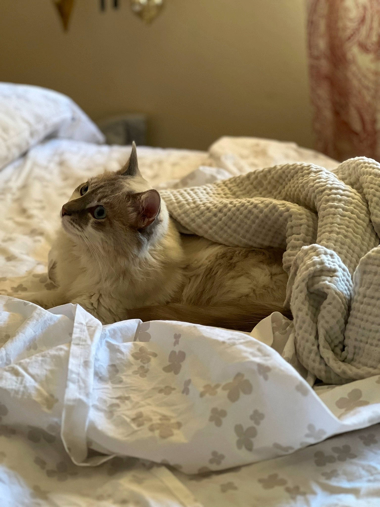 Luna is registered to the contest to win money with this photo: basket, carnivore, cat, comfort, comfort_food, domestic_short_haired_cat, fawn, felidae, fur, linens, paper_bag, plastic_bag, serveware, small_to_medium_sized_cats, terrestrial_animal, thai, whiskers