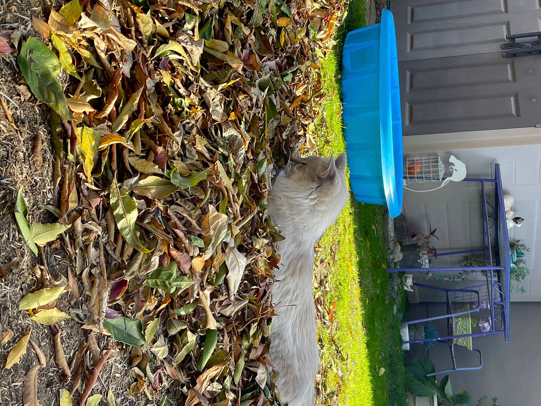 Luna is registered to the contest to win money with this photo: annual_plant, autumn, electric_blue, garden, grass, groundcover, herb, house, landscape, plant, shrub, soil, tree, urban_design, vegetation, window, wood, yard