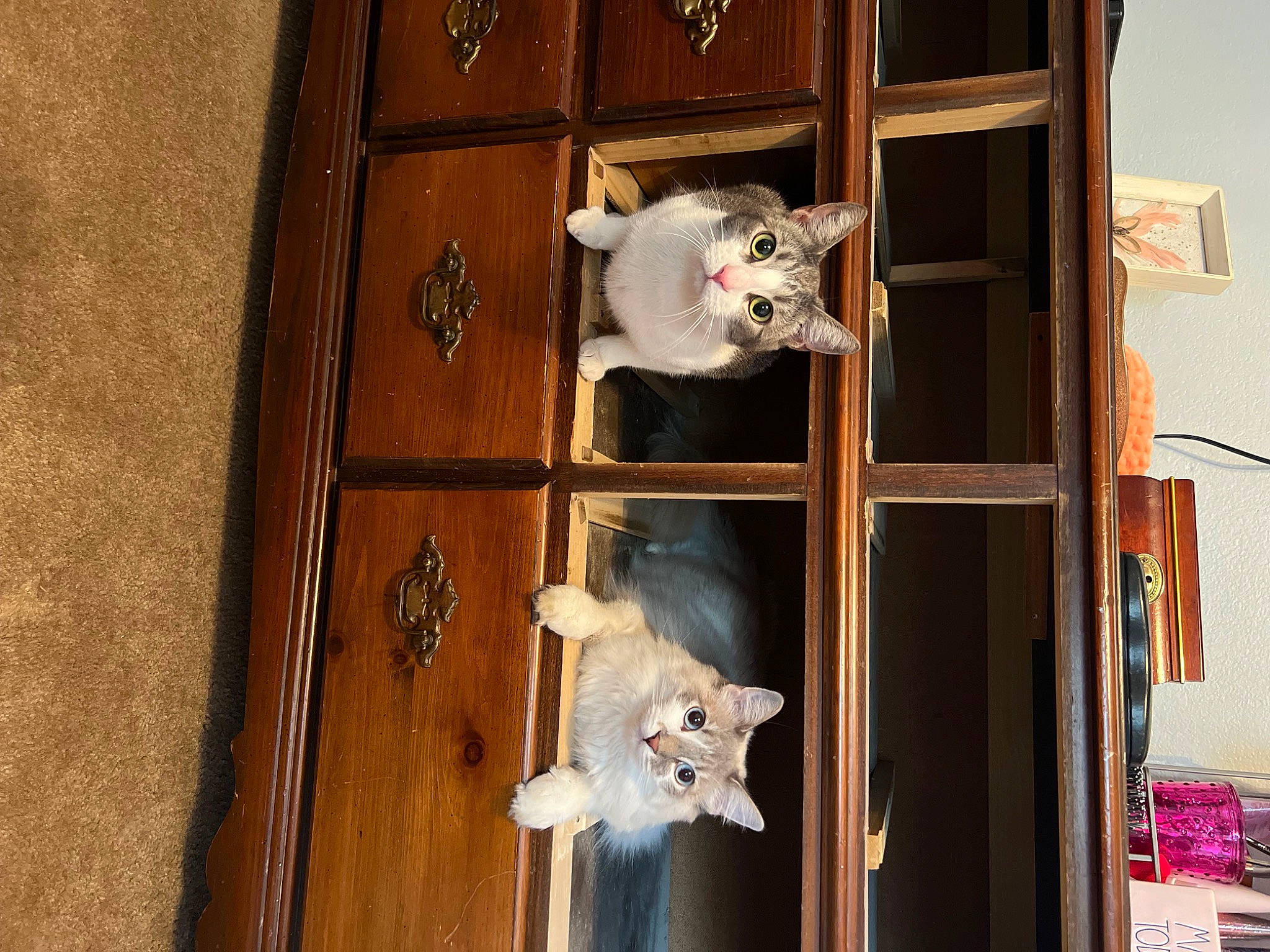 Luna is registered to the contest to win money with this photo: building, door, felidae, hardwood, home_door, house, room, shelf, shelving, small_to_medium_sized_cats, wood, wood_stain